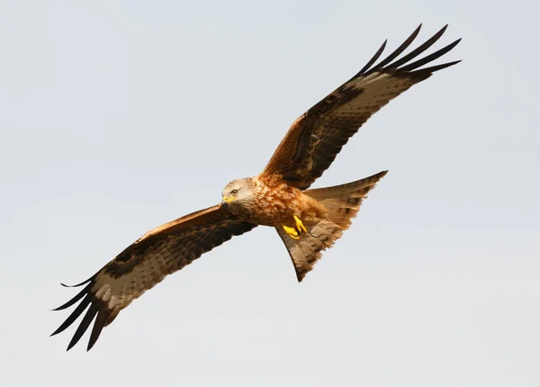 Rovfågel under flygning — Stockfoto