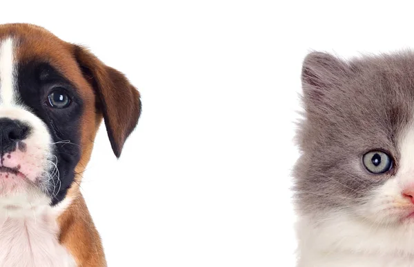 Schattig verschillende honden — Stockfoto