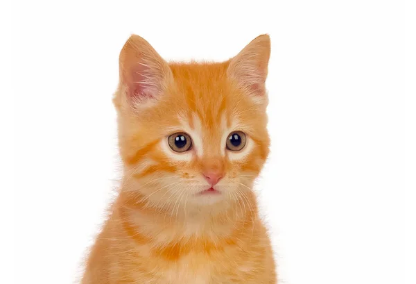 Küçük kırmızı kedi — Stok fotoğraf