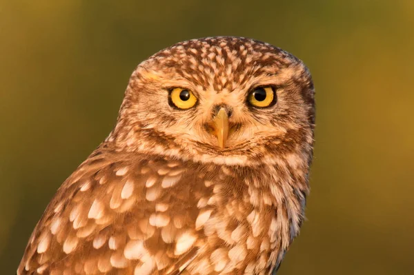 Roztomilý Sova Ptáček Velkýma Očima Přirozeném Prostředí — Stock fotografie