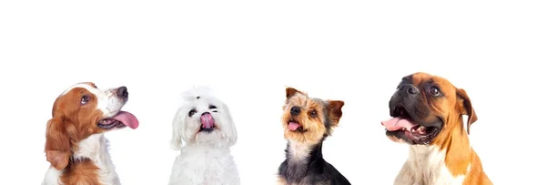 Retrato Estudio Lindos Perros Diferentes Aislados Sobre Fondo Blanco — Foto de Stock