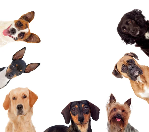 Cães diferentes bonitos — Fotografia de Stock