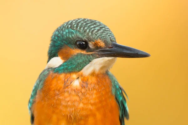 Světlé Kingfisher Ptáka Sedícího Větvi Přirozeném Prostředí — Stock fotografie