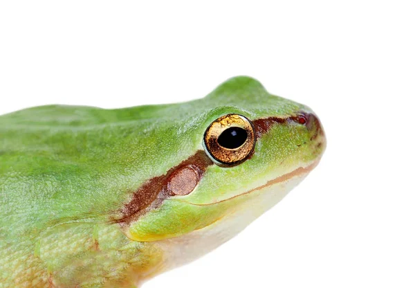 Groene Kikkers Met Uitpuilende Ogen Geïsoleerd Witte Achtergrond — Stockfoto