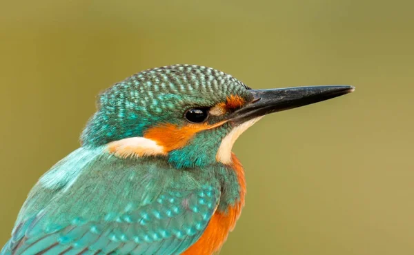 Doğal Yaşam Alanı Dalında Parlak Kingfisher Kuş Tünemiş — Stok fotoğraf