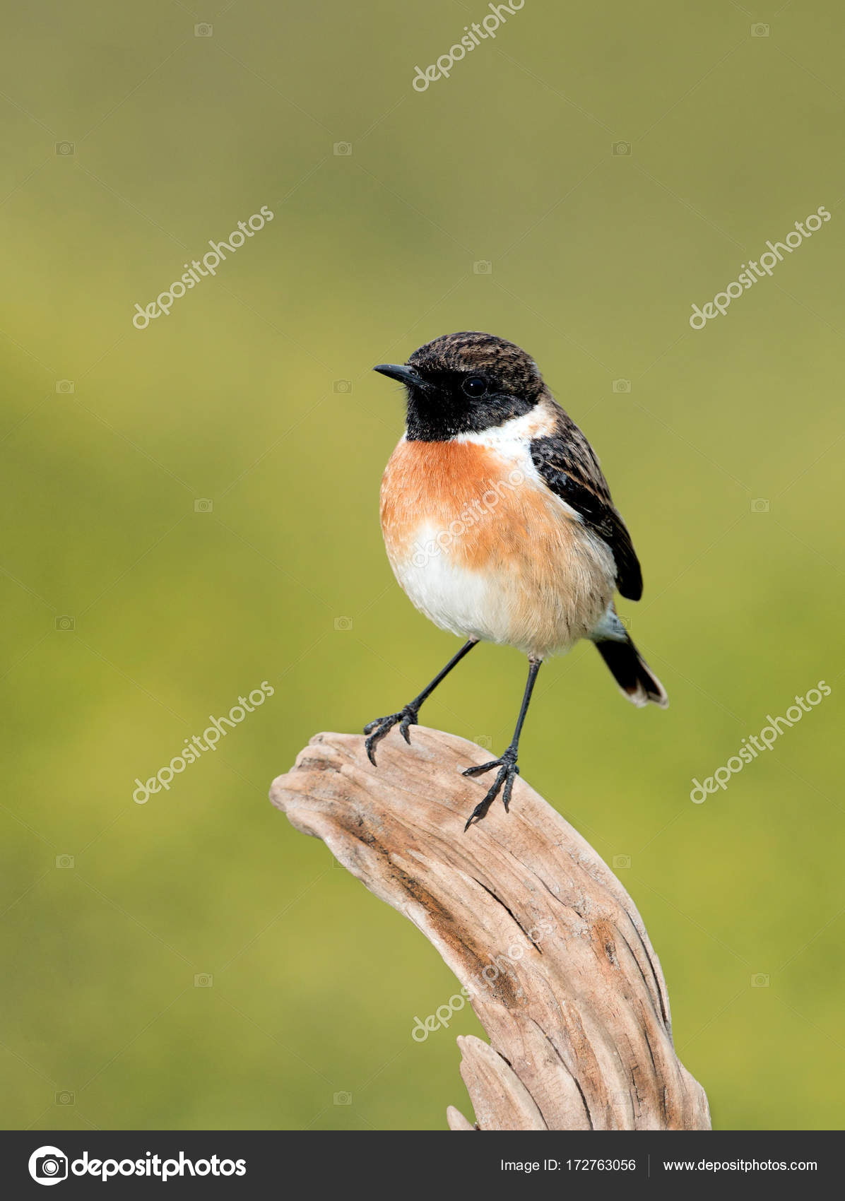 Petit Oiseau Sur La Branche Photographie Gelpi 172763056