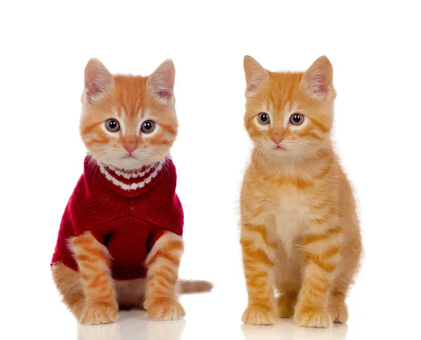 Deux beaux chats rouges — Photo