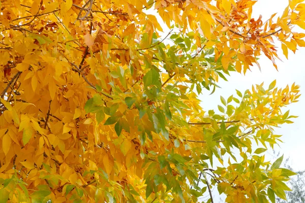 Leaves on autumn trees — Stock Photo, Image