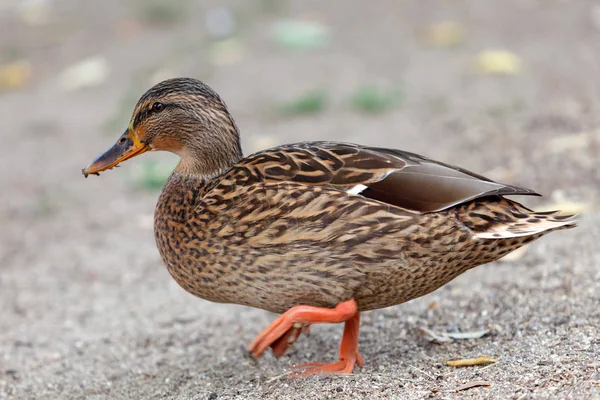 Duck with brown feathers — Stock Photo, Image