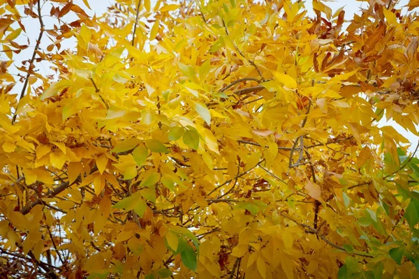 Folhas em árvores de outono — Fotografia de Stock