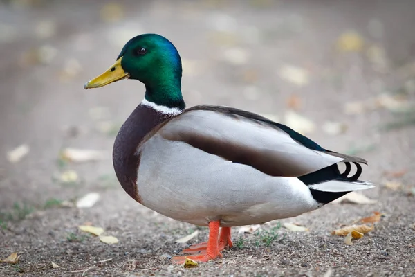 Duck with green head and neck — Stock Photo, Image