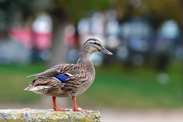 Duck with blue and brown feathers — Stock Photo, Image