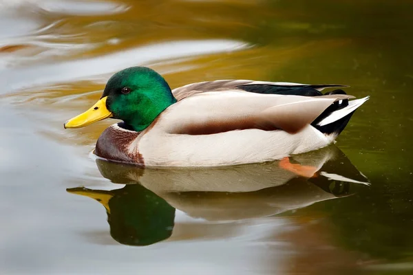 Pato con cabeza verde — Foto de Stock