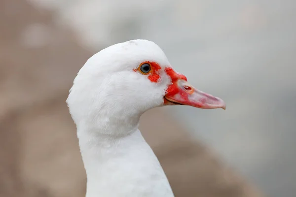 Retrato Ganso Blanco Con Pico Rojo Aire Libre — Foto de Stock