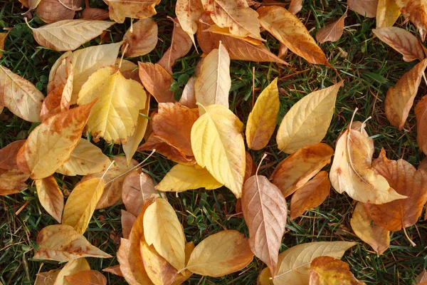Podzimní listy na zelené trávě — Stock fotografie