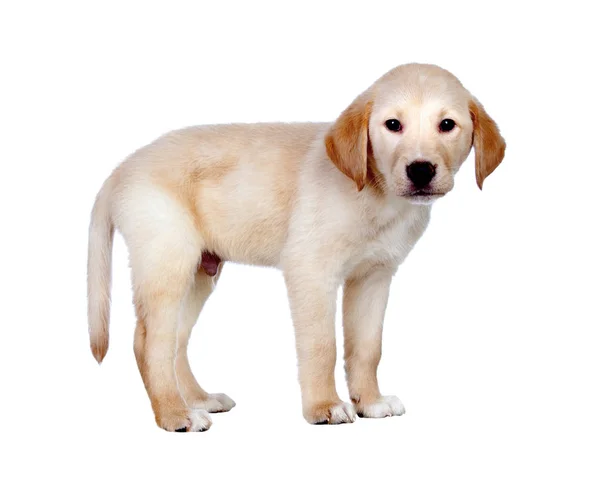 Golden Retriever dog breed — Stock Photo, Image