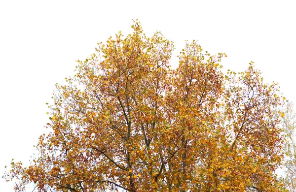 Hojas en árboles de otoño —  Fotos de Stock