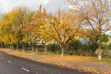 sonbahar ağaçlar yapraklarını 