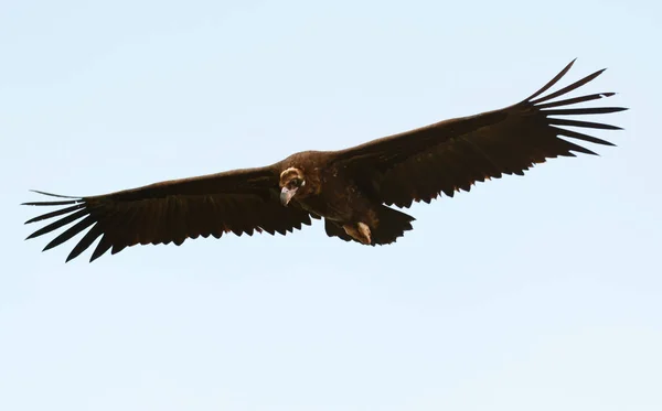 Grande abutre em voo — Fotografia de Stock