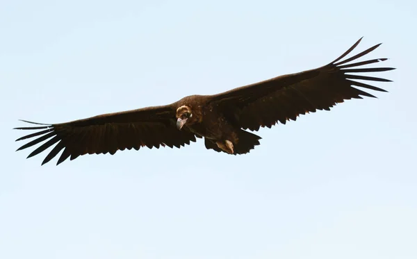 Buitre grande en vuelo — Foto de Stock