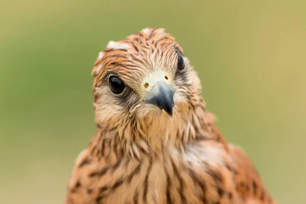 Oiseau crécerelle avec un beau plumage — Photo