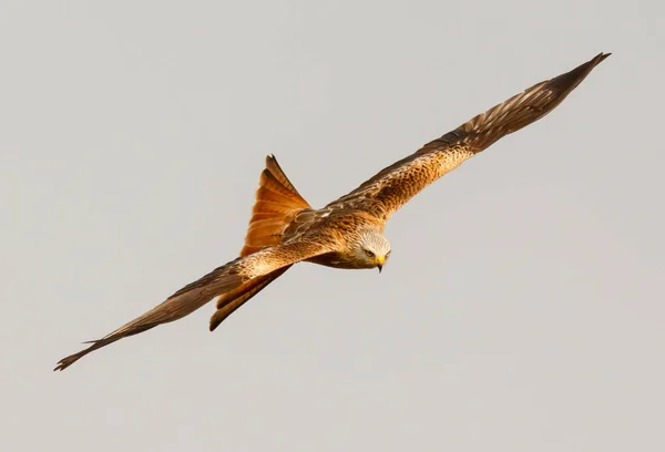 飛行中の獲物の鳥 — ストック写真