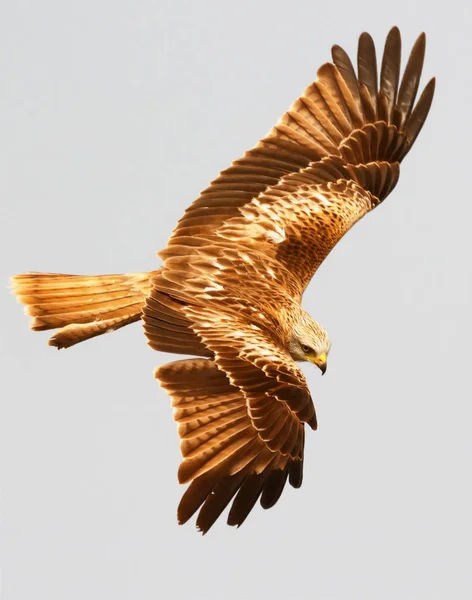 Uccello rapace in volo — Foto Stock