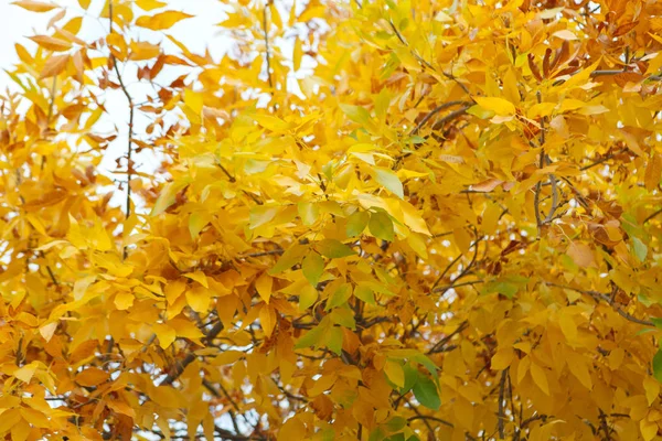 Leaves on autumn trees — Stock Photo, Image