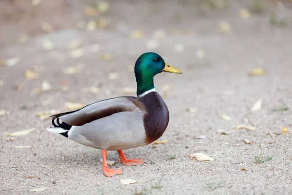 Vackra Anka Med Grönt Huvud Och Hals Marken Närbild — Stockfoto