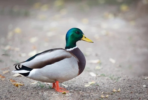 Duck with green head and neck — Stock Photo, Image