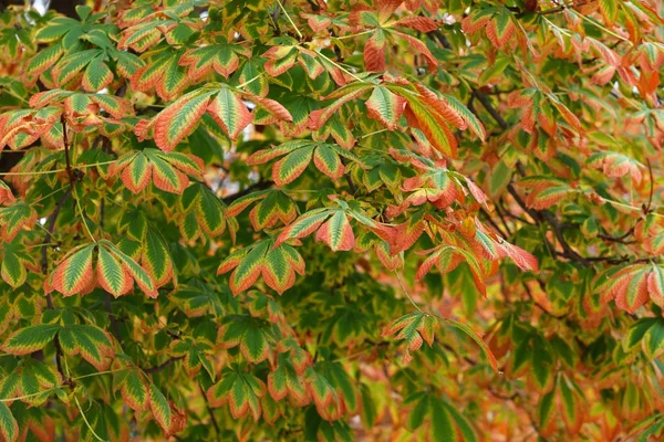 Hojas en árboles de otoño — Foto de Stock