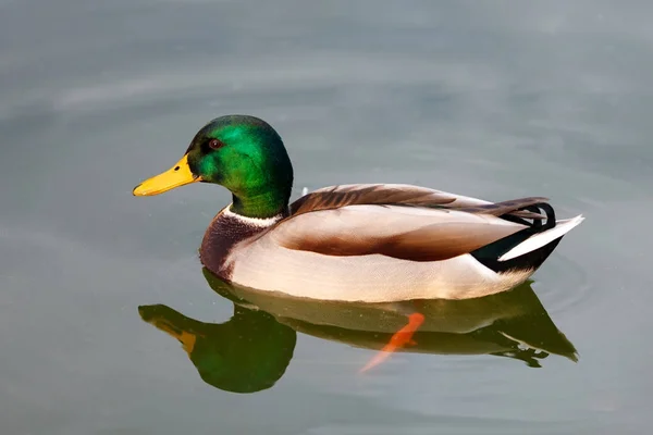 Pato com cabeça verde — Fotografia de Stock