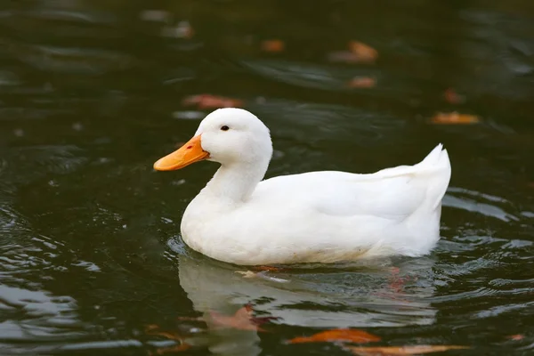 Біла качка в озері — стокове фото