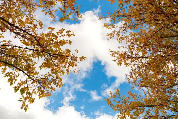 Baumwipfel Mit Goldenen Blättern Herbstpark Und Blauem Bewölkten Himmel — Stockfoto