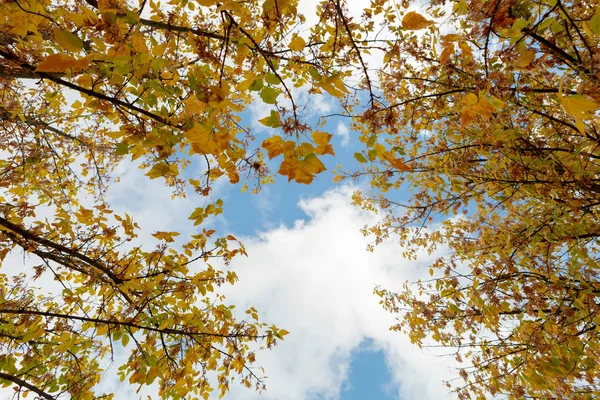 Baumwipfel Mit Goldenen Blättern Herbstpark Und Blauem Bewölkten Himmel — Stockfoto