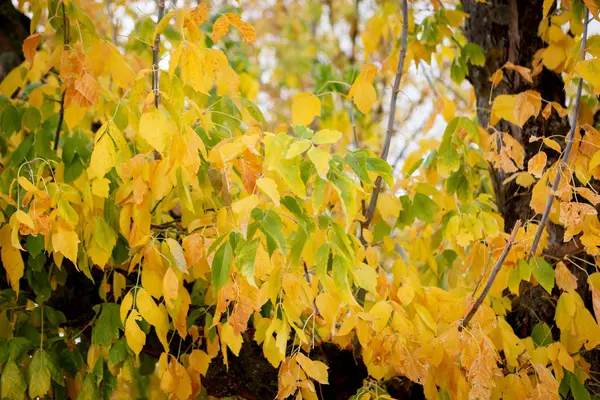 Leaves on autumn trees — Stock Photo, Image