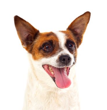 Beyaz arkaplanda izole edilmiş sevimli köpek