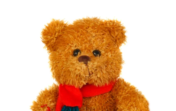 Brauner Teddybär — Stockfoto