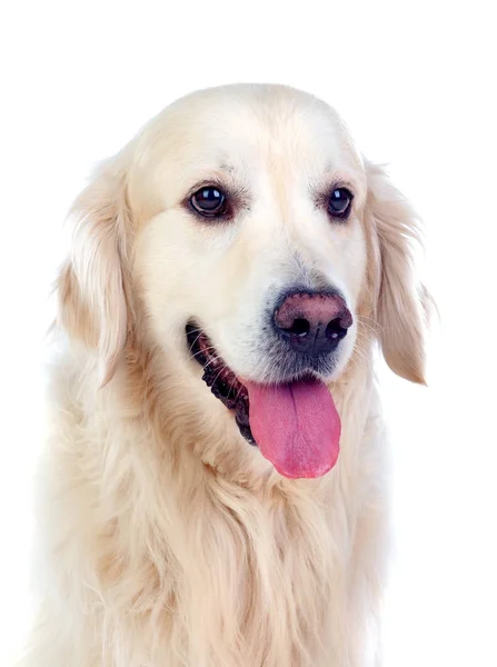 Golden Retriever pies rasy — Zdjęcie stockowe