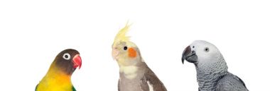 Beyaz arka plan üzerinde izole üç farklı tropikal kuşlar