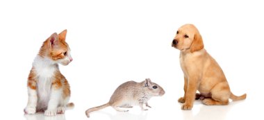  şirin farklı köpekler 