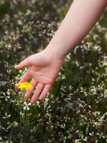 Main Féminine Touchant Belle Fleur Jaune Sur Prairie — Photo