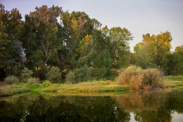 Nehir Içinde Yansıyan Sessiz Geçerli Yeşil Ağaçları Ile — Stok fotoğraf