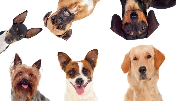 Roztomilý různé psy — Stock fotografie