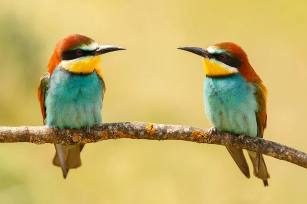 Casal de comedores de abelhas no ramo — Fotografia de Stock