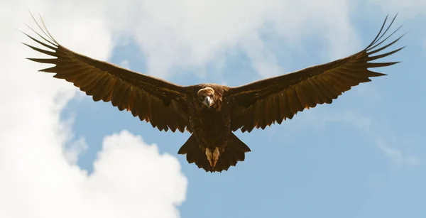 Stora gam i flykten — Stockfoto