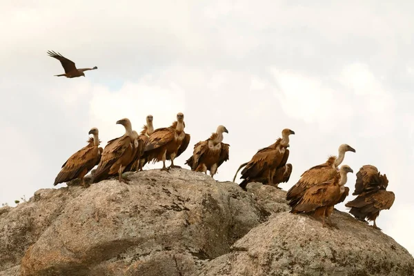 Grandes abutres na rocha — Fotografia de Stock