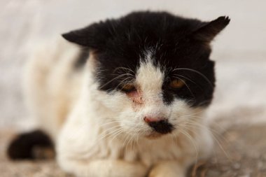yaralı göz ile sokak kedi