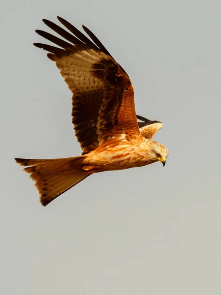 Rovfågel under flygning — Stockfoto