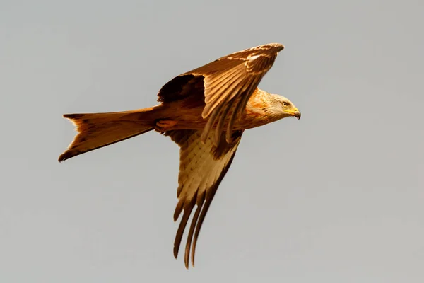 Uccello rapace in volo — Foto Stock